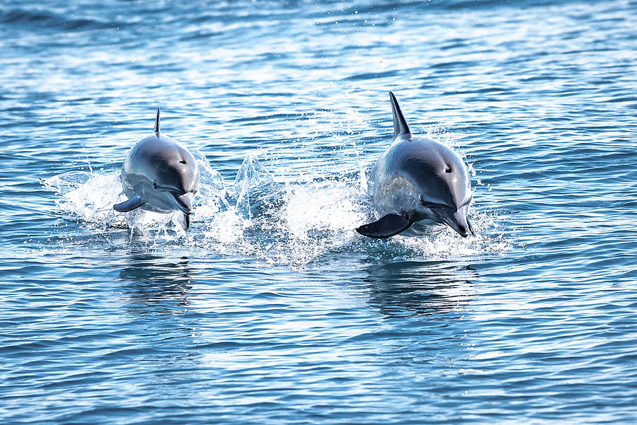 Bottlenose Dolphin Photograph by Matt Halvorson