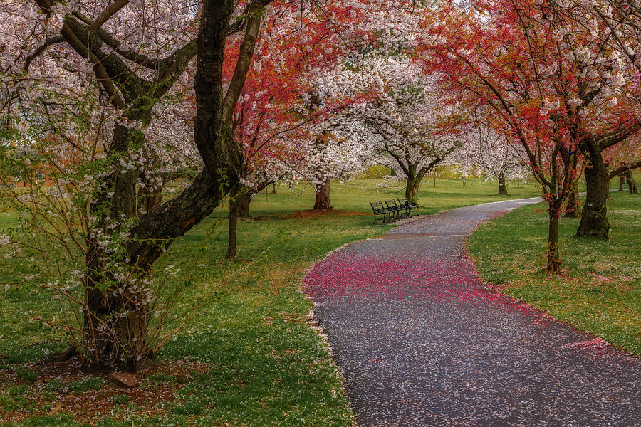 Branch Brook Park  NJ Photograph by Susan Candelario