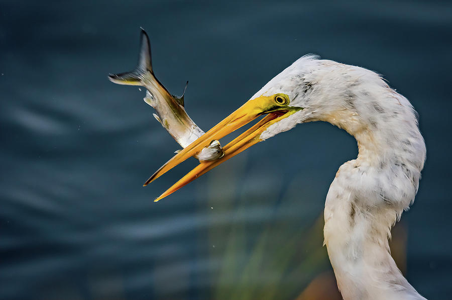 Breakfast Photograph by Marshall Hurley