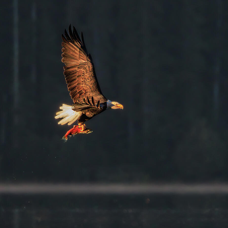 Breakfast of Champions Photograph by Tim Lyden