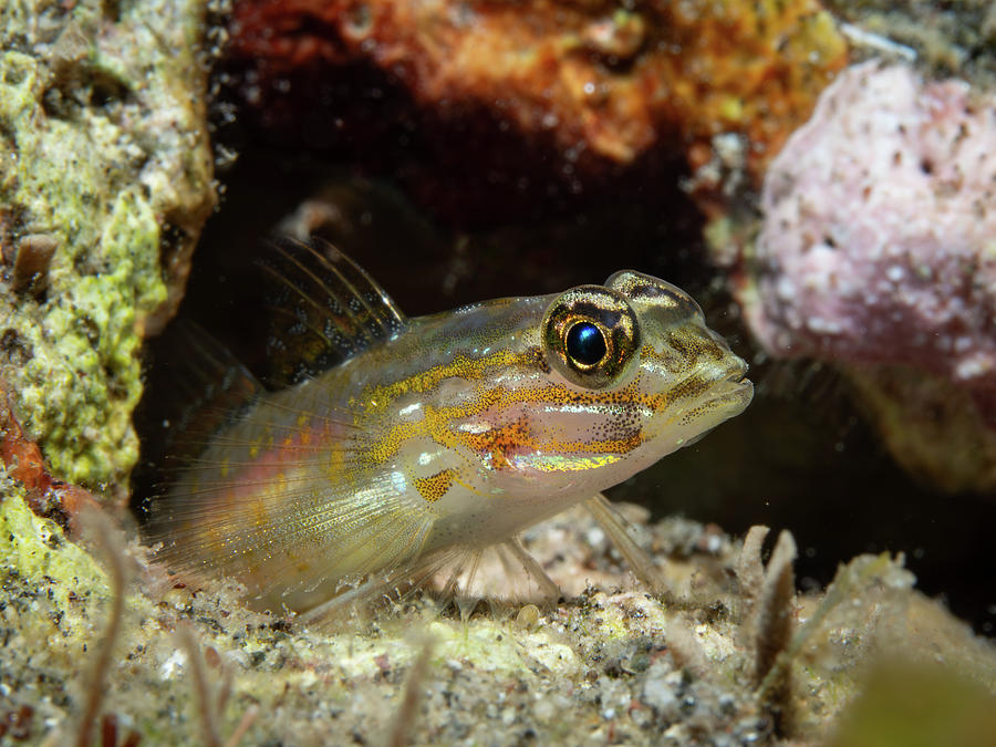 Bridled Goby Photograph by Brian Weber
