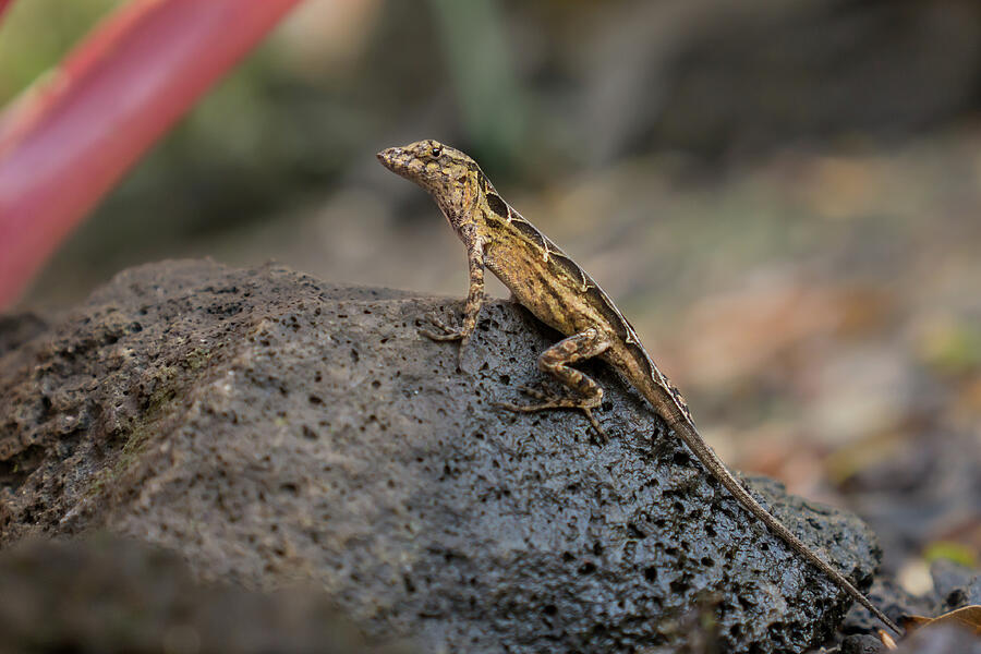 Brown Anole Female Looking Alert Photograph by Nancy Gleason