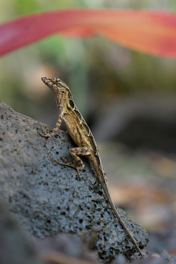 Brown Anole Female in a Garden Photograph by Nancy Gleason