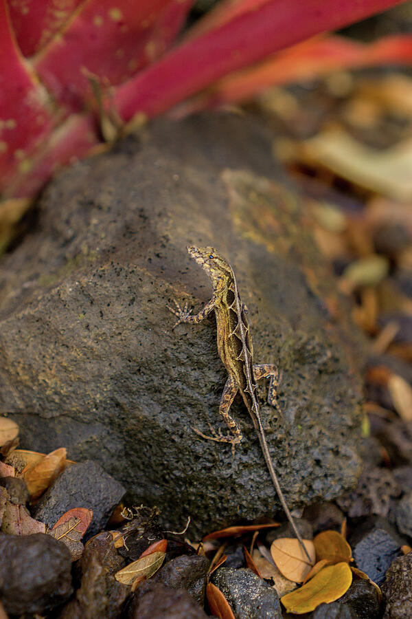 Brown Anole Female on Kauai Photograph by Nancy Gleason