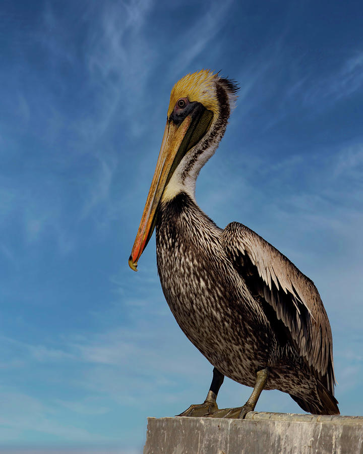Brown Pelican #2 Photograph by Jim E Johnson