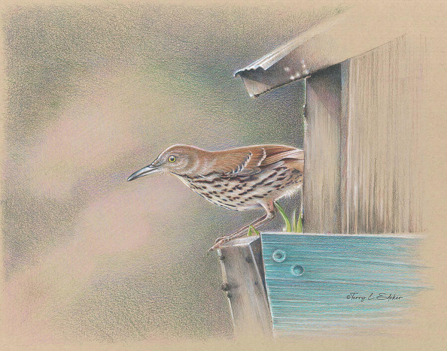 Brown Thrasher on Birdhouse Drawing by Terry Edeker