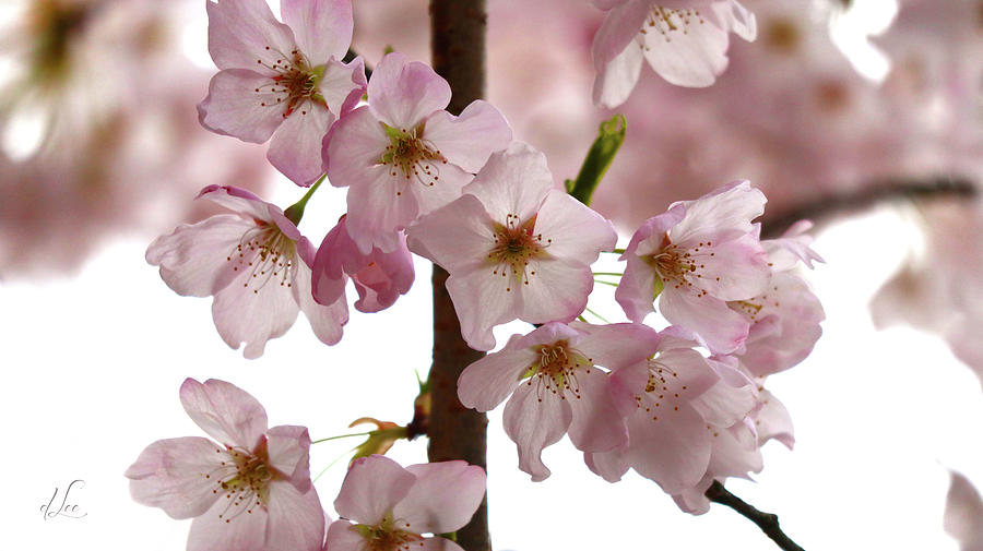 Budding Apple Blossom Power Photograph by D Lee