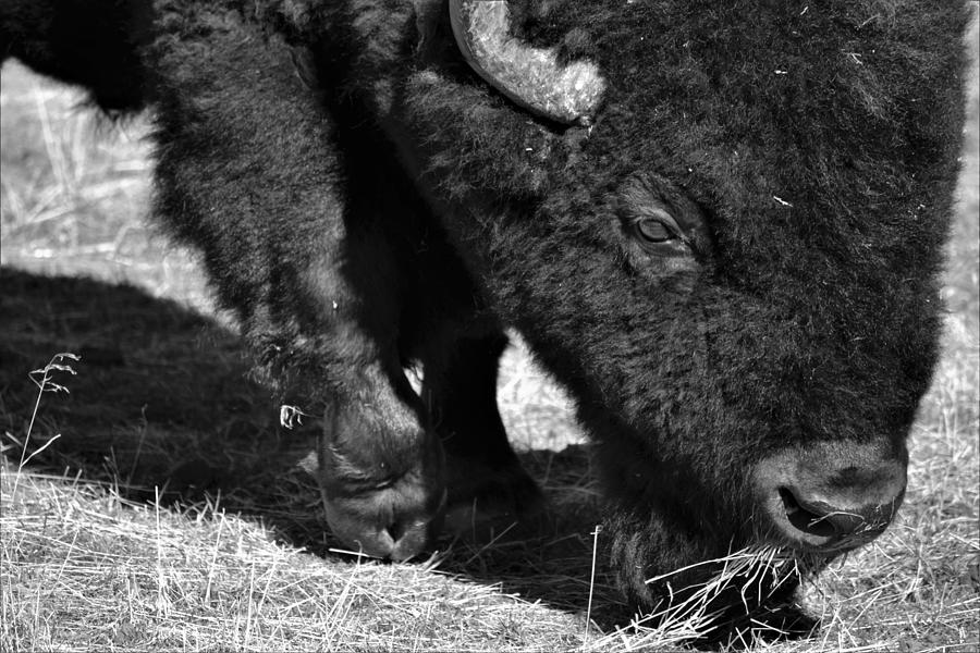 Buff Photograph by Alden Ballard