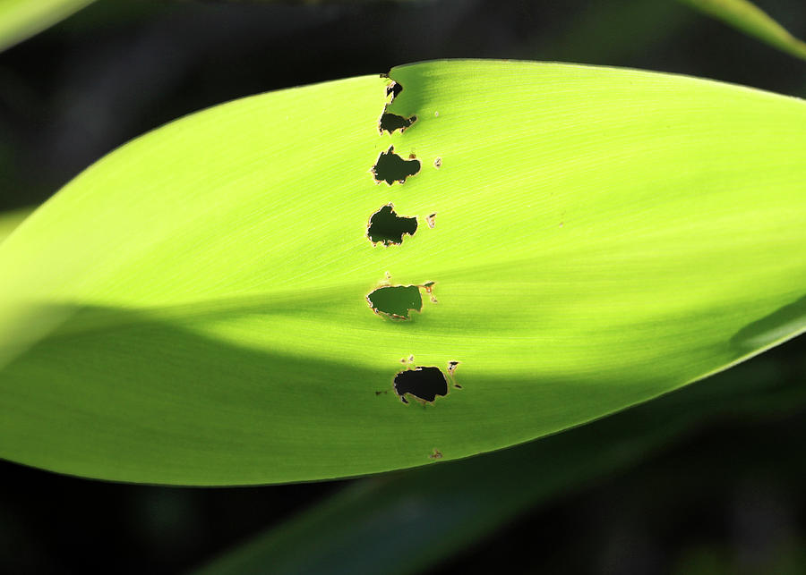 Bug Eaten Leaf Photograph by Decoris Art