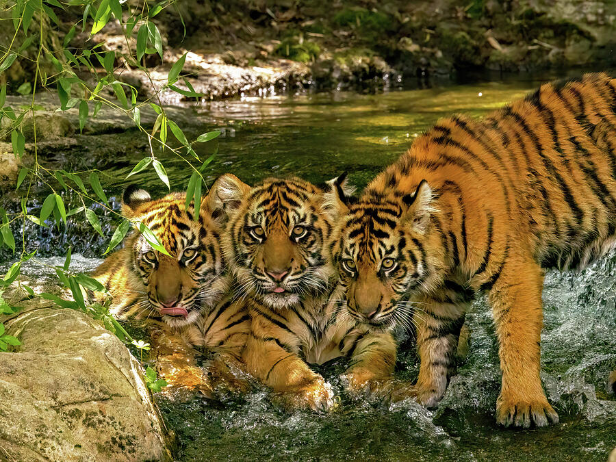 Bulan Kirana Zara Photograph by Gina Fitzhugh