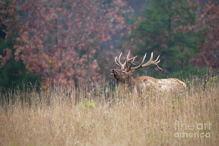 Bull Elk - Wapiti Photograph by Rehna George