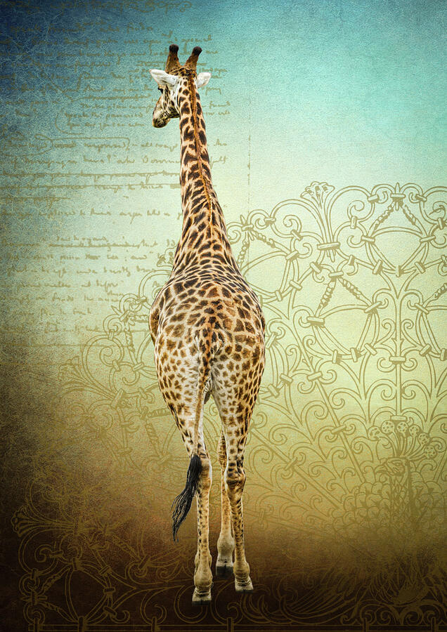 Bull Giraffe Photograph by Rebecca Herranen