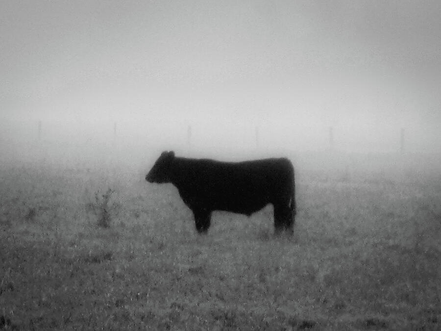 Solitude Photograph by Linda Triplett