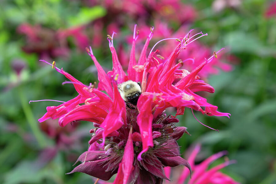 Bumblebee in the beebalm Photograph by Brian Weber
