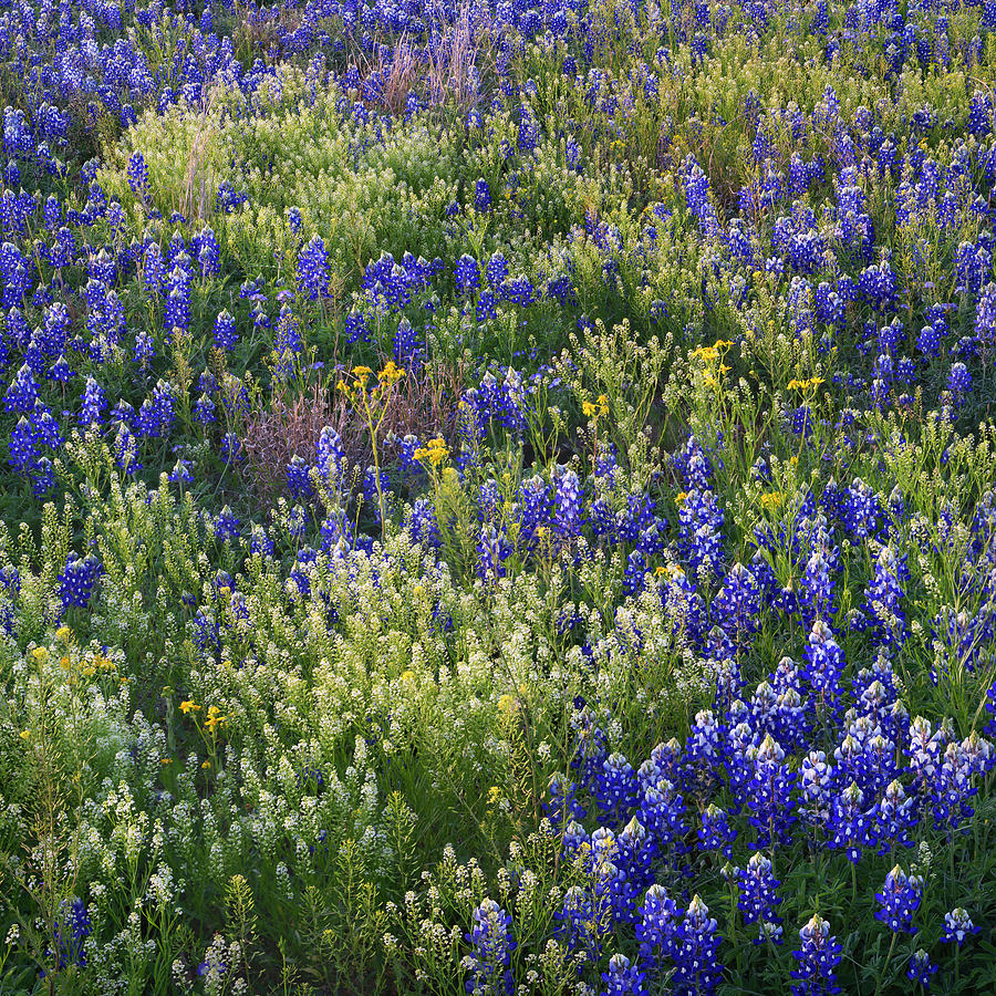 Bumper Bouquet Photograph by Slow Fuse Photography