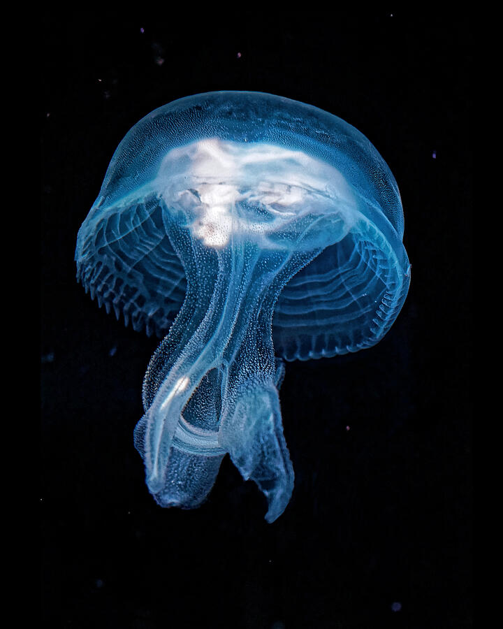 bumpy-jelly-kj-swan.jpg