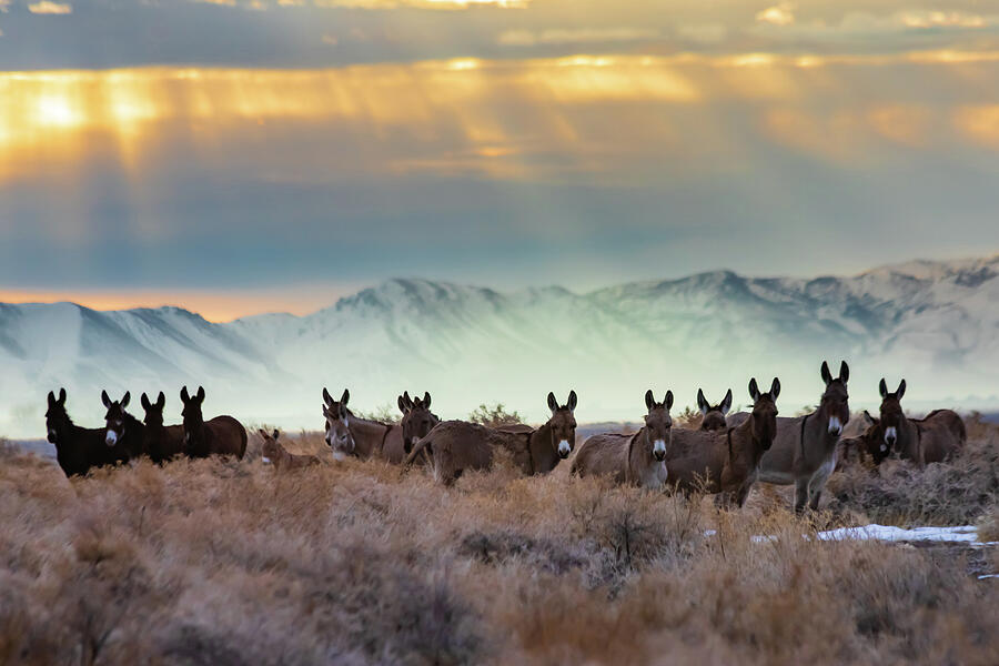 Majestic Wild Burros at Sunset Photograph - Burros and Rays by Mike Lee
