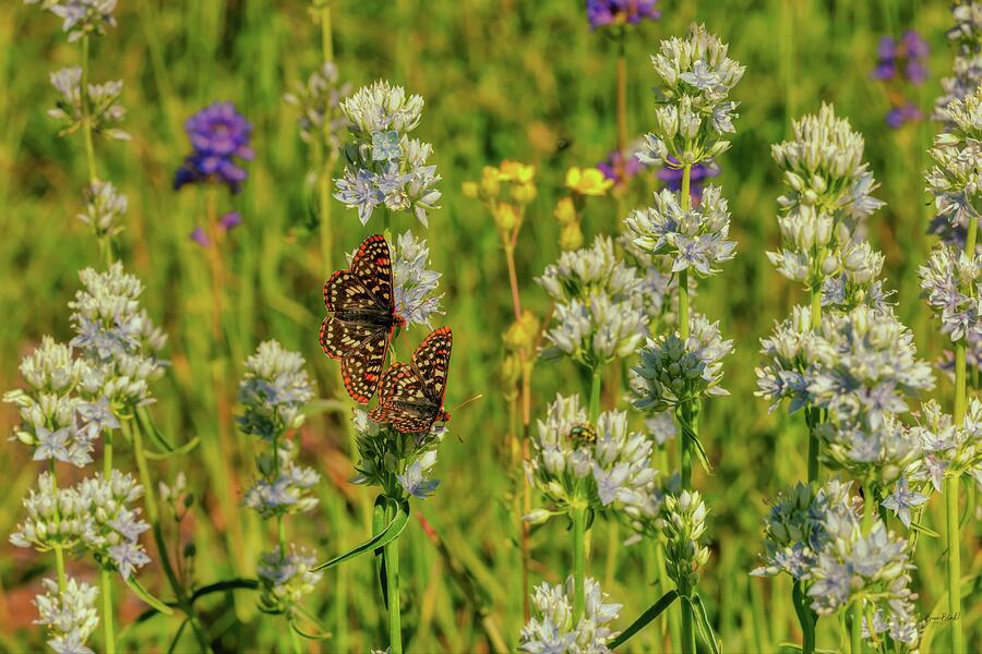 Butterflies in a Field of Wildflowers Photograph - Butterflies in a Field of Wildflowers by Bruce Block