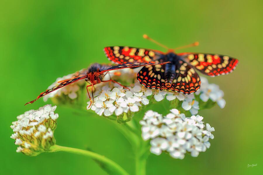 Butterflies on White Flowers Photograph - Butterflies on White Flowers by Bruce Block