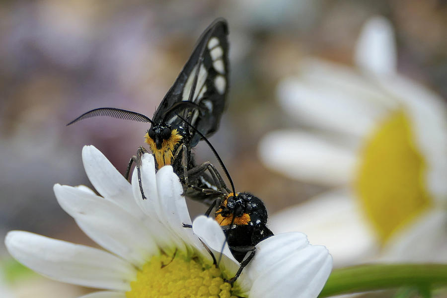 Butterfly close-up Photograph by Sunniye Buesing