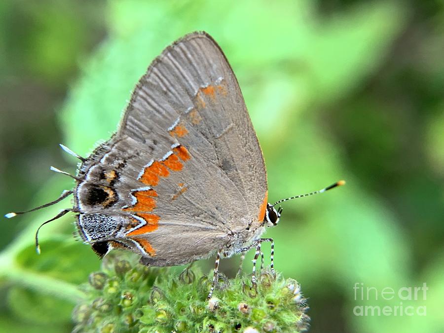 Butterfly Glow Photograph by Catherine Wilson