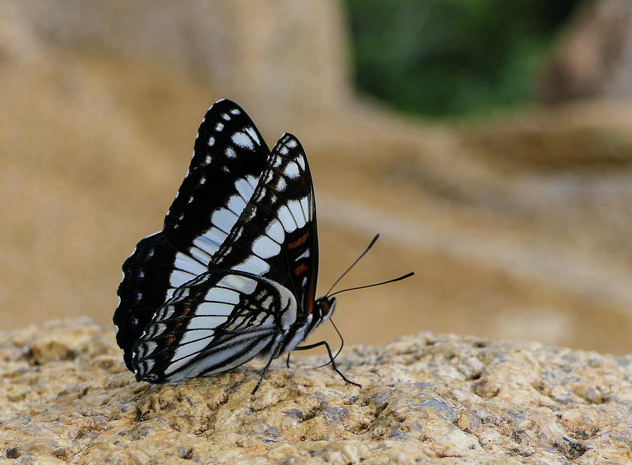 Butterfly hang-out Photograph by Sunniye Buesing