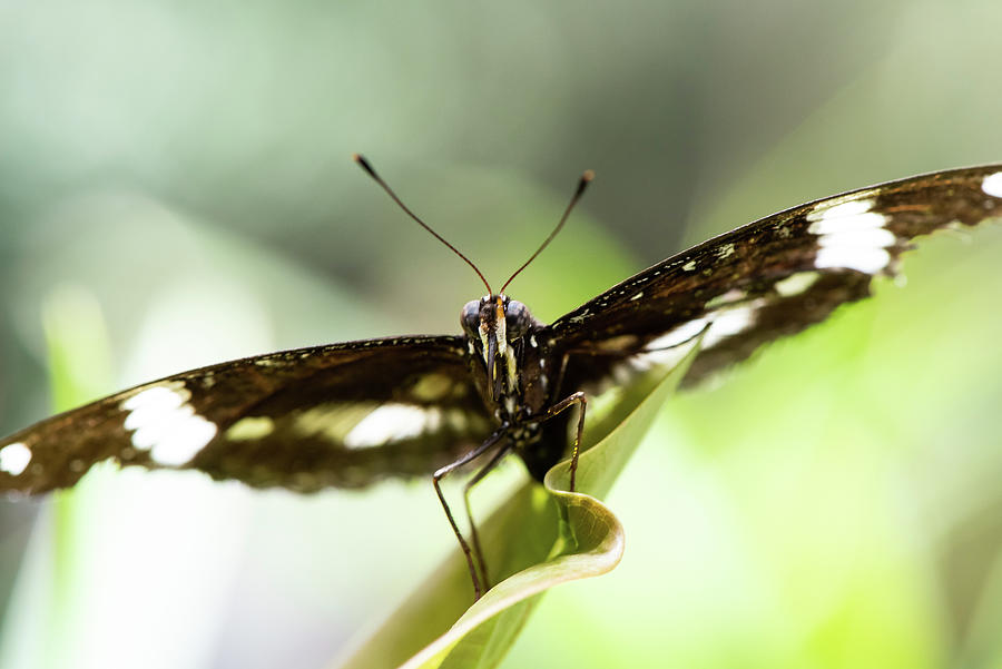 Butterfly Photograph by Matt Halvorson