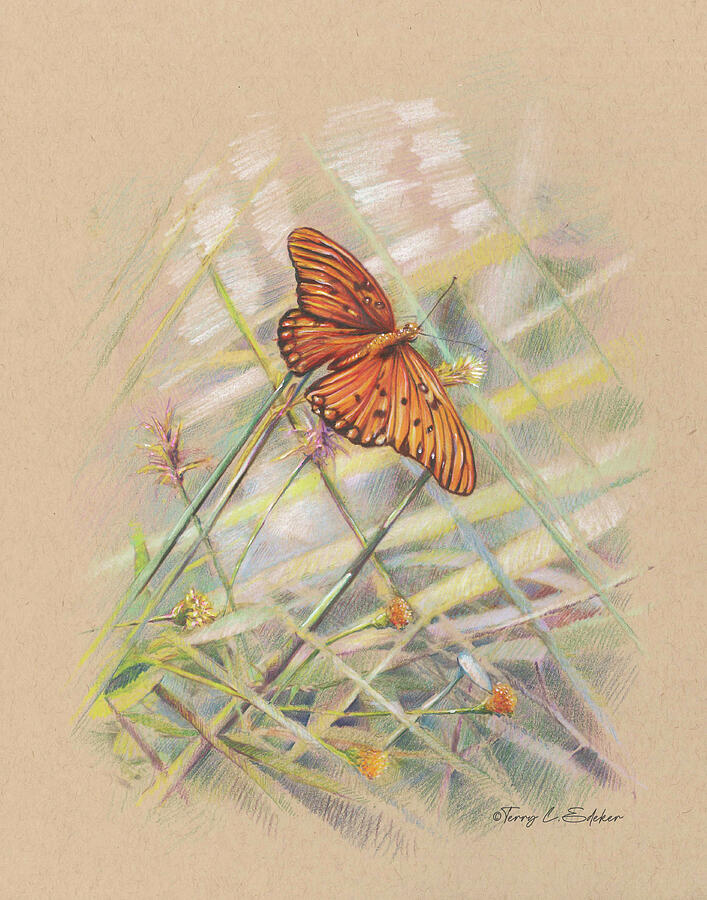 Butterfly Drawing by Terry Edeker