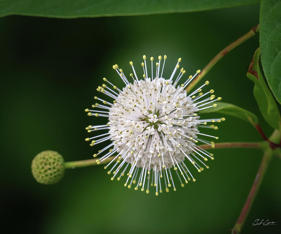 Buttonbush Photograph by Steven Sparks