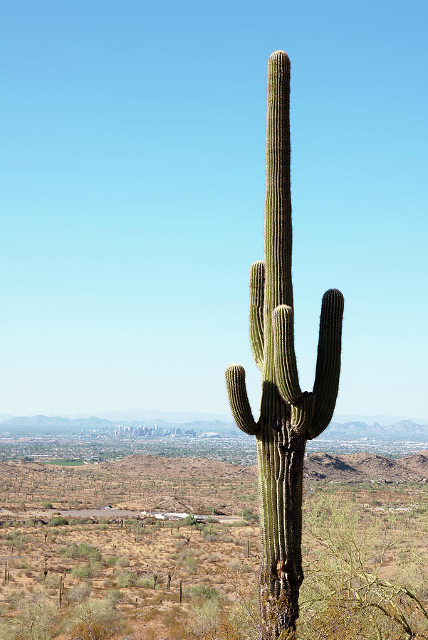 Cacti Cactus Collection - Phoenix by Philippe HUGONNARD