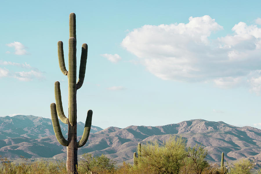 Cacti Cactus Collection - Saguaro Tucson Photograph by Philippe HUGONNARD