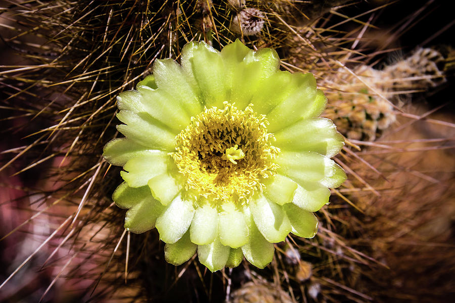 Cactus Bloom 2 Photograph by Craig A Walker
