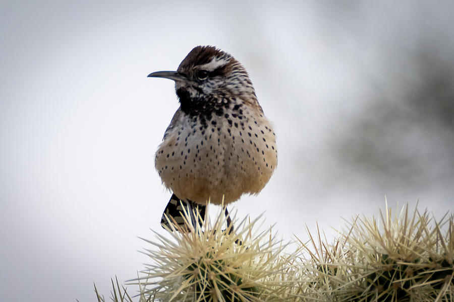 Cactus Wren Photograph by Matt Halvorson