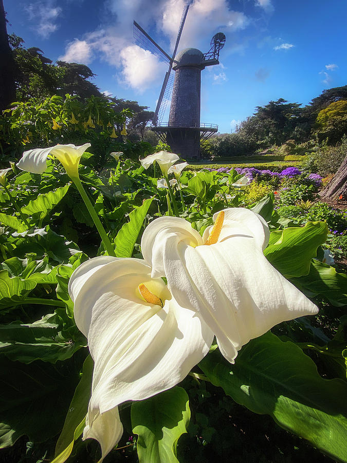 Cala Photograph by Louis Raphael