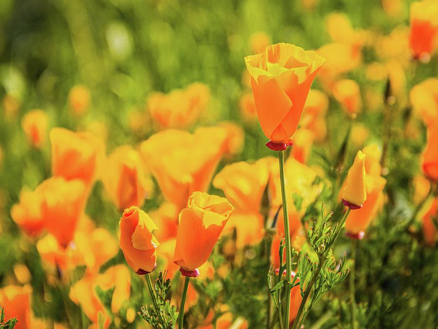 California Poppies Photograph by Rebecca Herranen