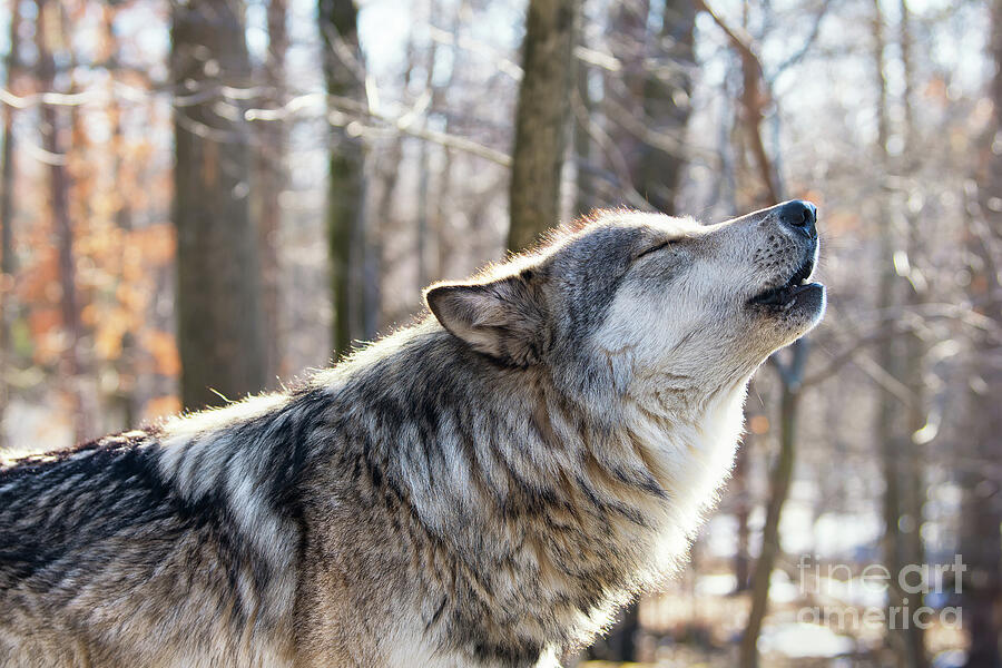 Call of the wild Photograph by Rehna George