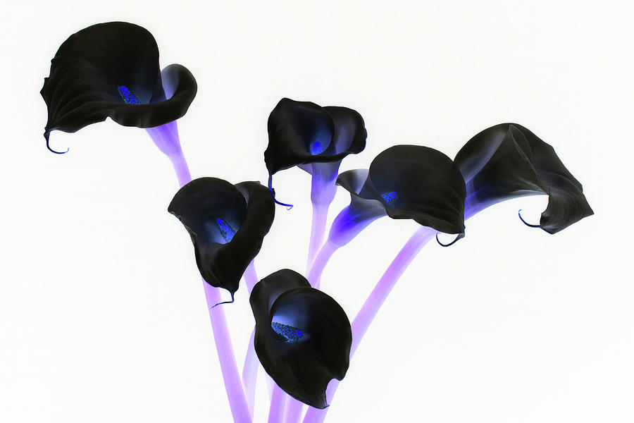 Calla Lillies x 6 Inverted Photograph by Steve Templeton