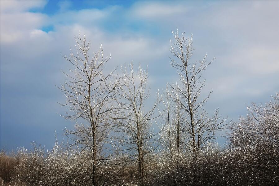 Frosty Winter Trees Under Cloudy Sky Photograph - Calm After the Ice Storm by Tatiana Travelways