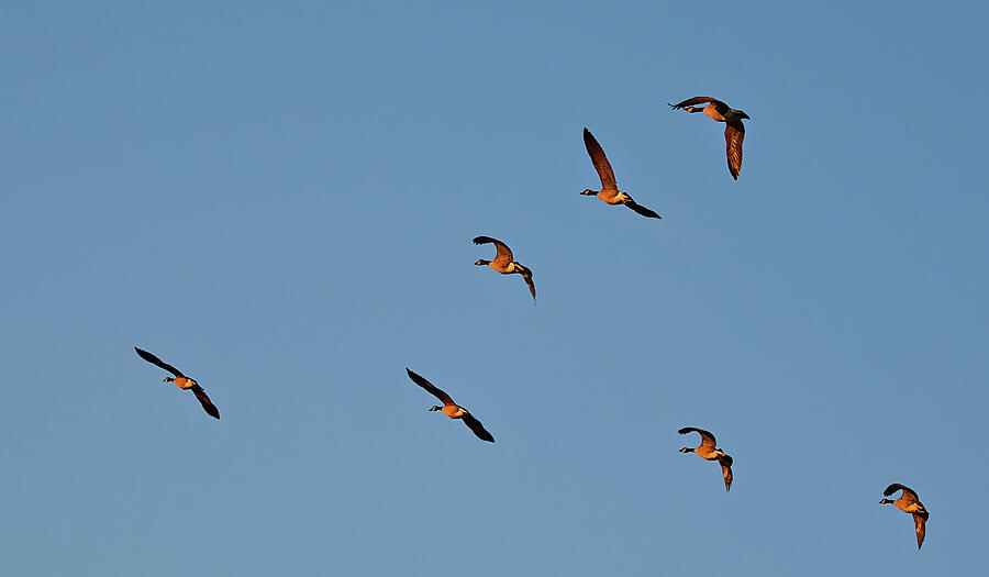 Flight of Migrating Birds Photograph - Canada Geese in Flight, Ontario by Tatiana Travelways