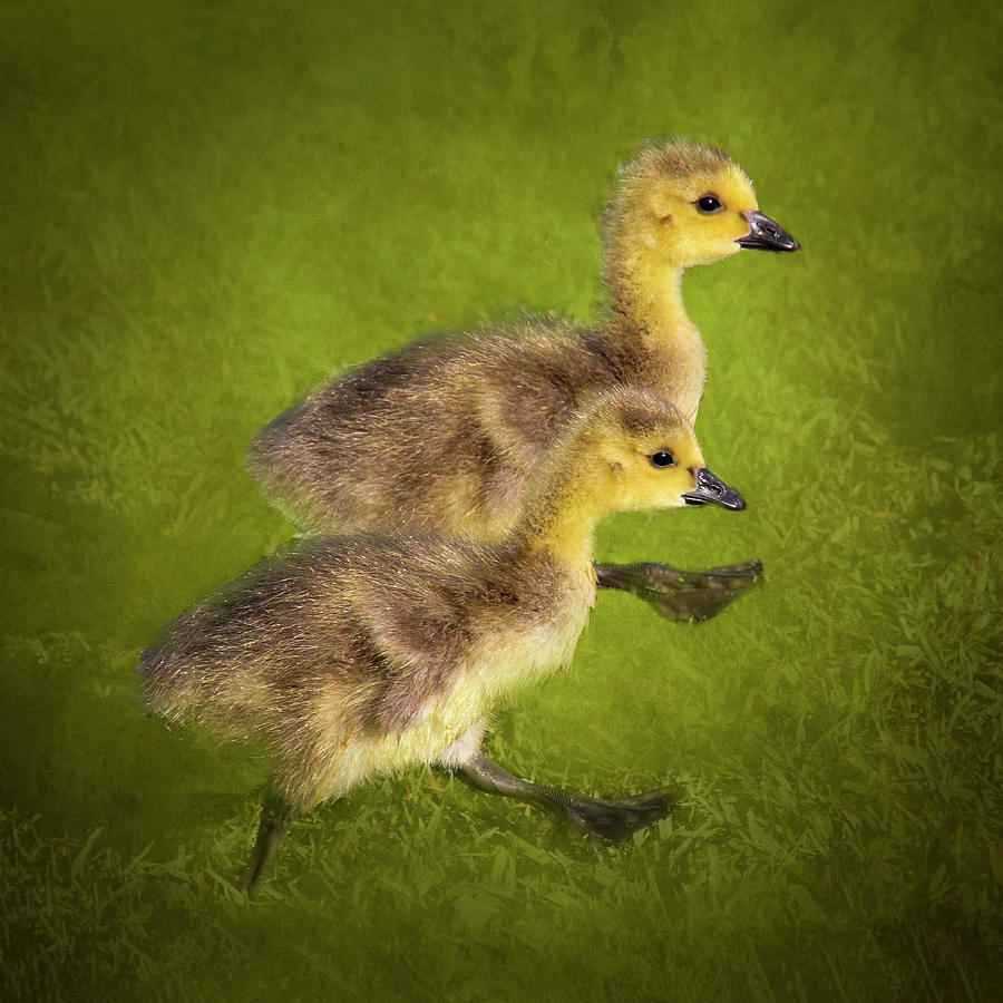 Canada Goose 1A Photograph by Sally Fuller