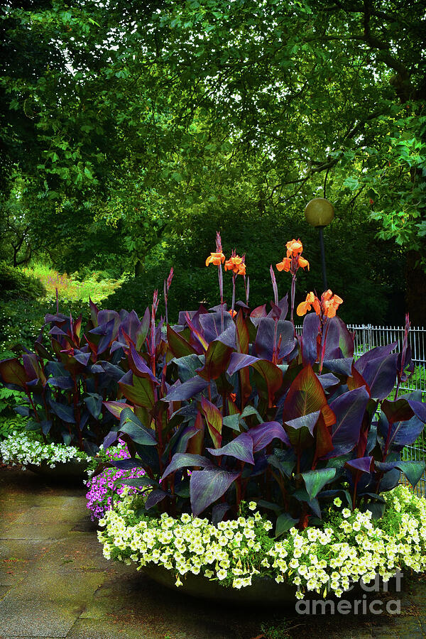 plant sweet william Sweet William Super Duplex Mix – Floret Library main image 0