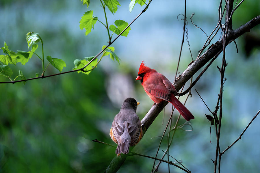 Cardinal and Robin Sitting in a Tree Photograph by Crystal Wightman