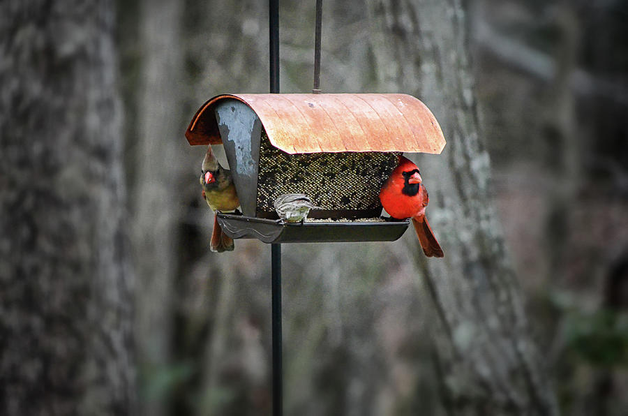 Cardinal Couple Photograph by Steven Nelson