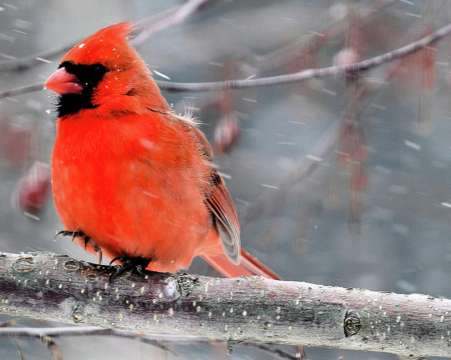 Cardinal in Snowstorm Photograph by Robert Allen Hill