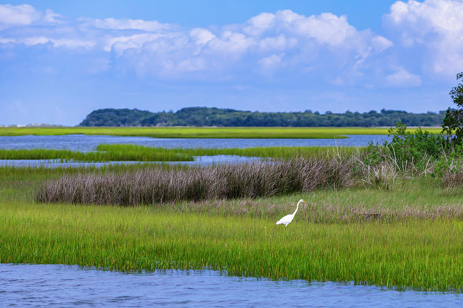 Carolina Salt Marsh Photograph by David Fountain