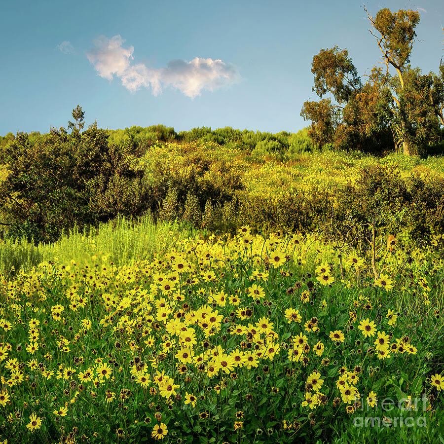 Castaways Park Bloom Digital Art by William Gunn