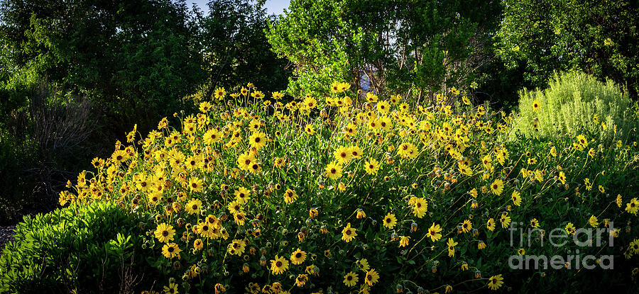 Castaways Park Superbloom Photograph by William Gunn
