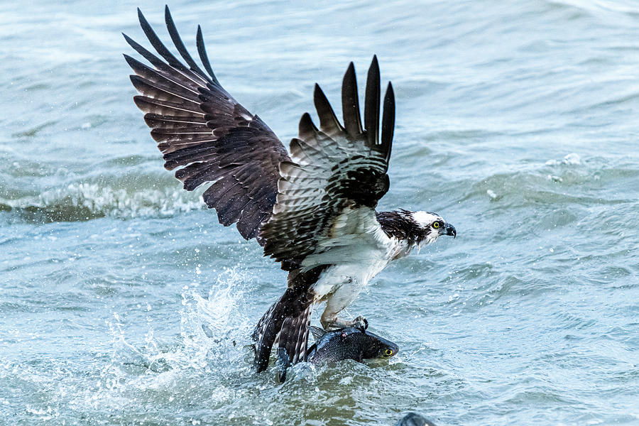 Greg R Meland Catch of the Day by Greg Meland