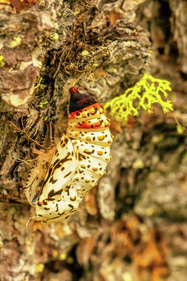 Exotic Insect on Tree Bark Photograph - Caterpillar chrysalis on Tree Bark by Bruce Block