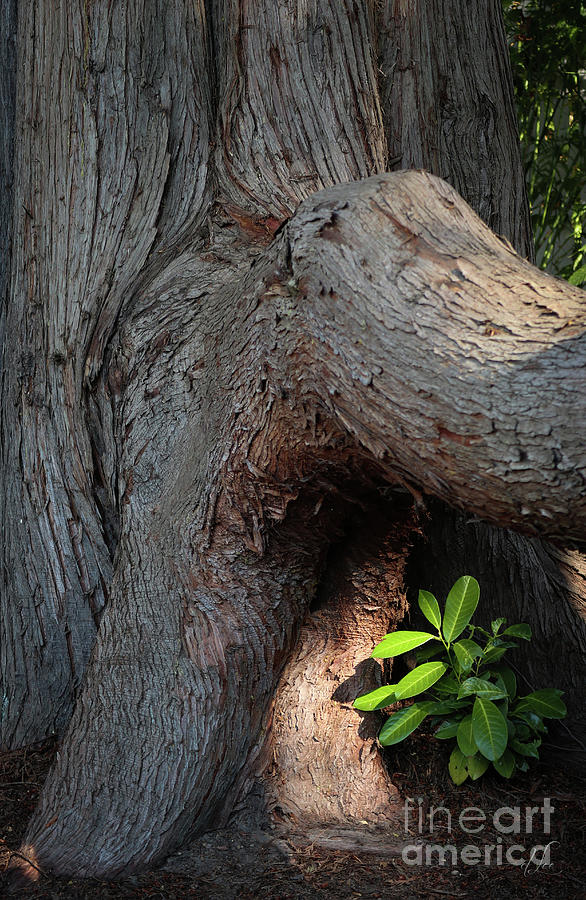 Cedar Elephant Photograph by D Lee